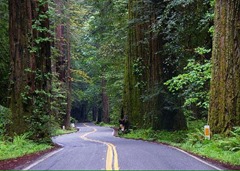 redwoods