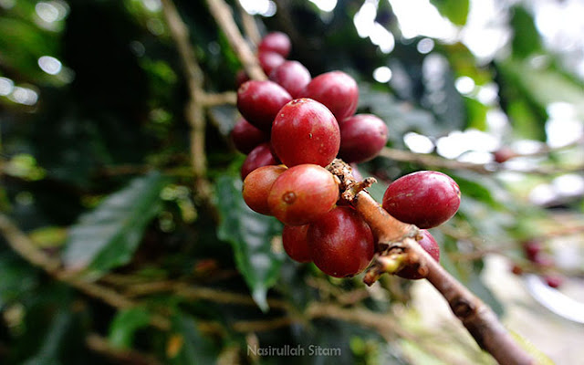 Biji Kopi di sepanjang jalan menuju Posong