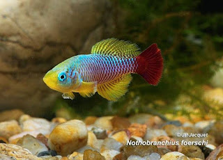 Jual cara budidaya ikan killifish,  Harga cara budidaya ikan killifish,  Toko cara budidaya ikan killifish,  Diskon cara budidaya ikan killifish,  Beli cara budidaya ikan killifish,  Review cara budidaya ikan killifish,  Promo cara budidaya ikan killifish,  Spesifikasi cara budidaya ikan killifish,  cara budidaya ikan killifish Murah,  cara budidaya ikan killifish Asli,  cara budidaya ikan killifish Original,  cara budidaya ikan killifish Jakarta,  Jenis cara budidaya ikan killifish,  Budidaya cara budidaya ikan killifish,  Peternak cara budidaya ikan killifish,  Cara Merawat cara budidaya ikan killifish,  Tips Merawat cara budidaya ikan killifish,  Bagaimana cara merawat cara budidaya ikan killifish,  Bagaimana mengobati cara budidaya ikan killifish,  Ciri-Ciri Hamil cara budidaya ikan killifish,  Kandang cara budidaya ikan killifish,  Ternak cara budidaya ikan killifish,  Makanan cara budidaya ikan killifish,  cara budidaya ikan killifish Termahal,  Adopsi cara budidaya ikan killifish,  Jual Cepat cara budidaya ikan killifish,  cara budidaya ikan killifish  Jakarta,  cara budidaya ikan killifish  Bandung,  cara budidaya ikan killifish  Medan,  cara budidaya ikan killifish  Bali,  cara budidaya ikan killifish  Makassar,  cara budidaya ikan killifish  Jambi,  cara budidaya ikan killifish  Pekanbaru,  cara budidaya ikan killifish  Palembang,  cara budidaya ikan killifish  Sumatera,  cara budidaya ikan killifish  Langsa,  cara budidaya ikan killifish  Lhokseumawe,  cara budidaya ikan killifish  Meulaboh,  cara budidaya ikan killifish  Sabang,  cara budidaya ikan killifish  Subulussalam,  cara budidaya ikan killifish  Denpasar,  cara budidaya ikan killifish  Pangkalpinang,  cara budidaya ikan killifish  Cilegon,  cara budidaya ikan killifish  Serang,  cara budidaya ikan killifish  Tangerang Selatan,  cara budidaya ikan killifish  Tangerang,  cara budidaya ikan killifish  Bengkulu,  cara budidaya ikan killifish  Gorontalo,  cara budidaya ikan killifish  guppy,  cara budidaya ikan killifish  tropical fish,  cara budidaya ikan killifish  aquarium fish,  cara budidaya ikan killifish  bubble guppies games,  cara budidaya ikan killifish  guppy fish,  cara budidaya ikan killifish  bubble guppies videos,  cara budidaya ikan killifish  bubble guppies episodes,  cara budidaya ikan killifish  bubble guppies full episodes,  cara budidaya ikan killifish  super guppy,  cara budidaya ikan killifish  bubble guppies cast,  cara budidaya ikan killifish  aquarium online,  cara budidaya ikan killifish  bubble guppies songs,  cara budidaya ikan killifish  tetra aquarium,  cara budidaya ikan killifish  guppies for sale,  cara budidaya ikan killifish  pregnant guppy,  cara budidaya ikan killifish  bubble guppies characters,  cara budidaya ikan killifish  bubble guppy,  cara budidaya ikan killifish  bubble guppies names,  cara budidaya ikan killifish  guppies fish,  cara budidaya ikan killifish  guppy breeding,  cara budidaya ikan killifish  breeding guppies,  cara budidaya ikan killifish  bubble guppie,  cara budidaya ikan killifish  nick jr bubble guppies,  cara budidaya ikan killifish  bubble guppies coloring pages,  cara budidaya ikan killifish  bubble guppies video,  cara budidaya ikan killifish  bubble guppy games,  cara budidaya ikan killifish  guppy aquarium,  cara budidaya ikan killifish  guppy care,  cara budidaya ikan killifish  baby guppies,  cara budidaya ikan killifish  design aquarium,  cara budidaya ikan killifish  how to breed guppies,  cara budidaya ikan killifish  endlers guppy,  cara budidaya ikan killifish  bubble guppies wiki,  cara budidaya ikan killifish  bubble guppies game,  cara budidaya ikan killifish  guppies care,  cara budidaya ikan killifish  guppy fry,  cara budidaya ikan killifish  male guppies,  cara budidaya ikan killifish  buble guppies,  cara budidaya ikan killifish  guppy fish care,  cara budidaya ikan killifish  female guppies,  cara budidaya ikan killifish  female guppy,  cara budidaya ikan killifish  guppy tank,  cara budidaya ikan killifish  types of guppies,  cara budidaya ikan killifish  online aquarium,  cara budidaya ikan killifish  guppies aquarium,  cara budidaya ikan killifish  pregnant guppies,  cara budidaya ikan killifish  guppy giving birth,  cara budidaya ikan killifish  what do guppies eat,  cara budidaya ikan killifish  guppy life span,  cara budidaya ikan killifish  guppy pond,  cara budidaya ikan killifish  guppy grass,  cara budidaya ikan killifish  guppies breeding,  cara budidaya ikan killifish  aquarium guppy,  cara budidaya ikan killifish  guppies giving birth,  cara budidaya ikan killifish  bubble guppies pictures,  cara budidaya ikan killifish  bubble guppies show,  cara budidaya ikan killifish  male guppy,  cara budidaya ikan killifish  guppy fish for sale,  cara budidaya ikan killifish  pregnant guppy fish,  cara budidaya ikan killifish  endler guppies,  cara budidaya ikan killifish  guppy babies,  cara budidaya ikan killifish  the bubble guppies,  cara budidaya ikan killifish  bubble guppies images,  cara budidaya ikan killifish  bubble guppies bubble puppy,  cara budidaya ikan killifish  guppy food,  cara budidaya ikan killifish  ferplast aquarium,  cara budidaya ikan killifish  guppy temperature,  cara budidaya ikan killifish  the binding isaac,  cara budidaya ikan killifish  guppy tail,  cara budidaya ikan killifish  the rebirth of isaac,  cara budidaya ikan killifish  the binding of isaac rebirth guppy,  cara budidaya ikan killifish  isaac the game,  cara budidaya ikan killifish  guppie fish,  cara budidaya ikan killifish  guppy fish breeding,  cara budidaya ikan killifish  guppy for sale,  cara budidaya ikan killifish  guppy tank mates,  cara budidaya ikan killifish  aquarium shop online,  cara budidaya ikan killifish  guppy gestation,  cara budidaya ikan killifish  the binding of isaac guppy,  cara budidaya ikan killifish  keeping guppies,  cara budidaya ikan killifish  guppy definition,  cara budidaya ikan killifish  guppy meaning,  cara budidaya ikan killifish  guppy breathing,  cara budidaya ikan killifish  fish tropical,  cara budidaya ikan killifish  endlers guppies,  cara budidaya ikan killifish  baby guppy,  cara budidaya ikan killifish  nickelodeon bubble guppies,  cara budidaya ikan killifish  guppy fish tank,  cara budidaya ikan killifish  guppy types,  cara budidaya ikan killifish  guppy fish types,  cara budidaya ikan killifish  guppy diseases,  cara budidaya ikan killifish  the binding of isaac 2,  cara budidaya ikan killifish  isaac the binding,  cara budidaya ikan killifish  wild guppies,  cara budidaya ikan killifish  wild guppy,  cara budidaya ikan killifish  fantail guppies,  cara budidaya ikan killifish  guppy pregnancy,  cara budidaya ikan killifish  lyretail guppy,  cara budidaya ikan killifish  pregnant guppy stages,  cara budidaya ikan killifish  guppy pregnant,  cara budidaya ikan killifish  male and female guppies,  cara budidaya ikan killifish  bubble guppys,  cara budidaya ikan killifish  guppy birth,  cara budidaya ikan killifish  do guppies need a heater,  cara budidaya ikan killifish  pictures of guppies,  cara budidaya ikan killifish  guppy fish life span,  cara budidaya ikan killifish  guppy water temperature,  cara budidaya ikan killifish  show guppies,  cara budidaya ikan killifish  black guppy,  cara budidaya ikan killifish  red guppy,  cara budidaya ikan killifish  binding isaac wiki,  cara budidaya ikan killifish  binding of isaac 2,  cara budidaya ikan killifish  moscow guppy,  cara budidaya ikan killifish  guppy forum,  cara budidaya ikan killifish  guppies online,  cara budidaya ikan killifish  fantail guppy,  cara budidaya ikan killifish  yellow guppy,  cara budidaya ikan killifish  snakeskin guppy,  cara budidaya ikan killifish  guppy fry growth chart,  cara budidaya ikan killifish  guppy fish food,  cara budidaya ikan killifish  temperature for guppies,  cara budidaya ikan killifish  water temperature for guppies,  cara budidaya ikan killifish  guppy games,  cara budidaya ikan killifish  black moscow guppy,  cara budidaya ikan killifish  full red guppy,  cara budidaya ikan killifish  blue moscow guppy,  cara budidaya ikan killifish  game isaac,  cara budidaya ikan killifish  male guppy fish,  cara budidaya ikan killifish  guppy varieties,  cara budidaya ikan killifish  albino guppy,  cara budidaya ikan killifish  guppy pregnancy stages,  cara budidaya ikan killifish  tequila sunrise guppy,  cara budidaya ikan killifish  guppy fin rot,  cara budidaya ikan killifish  guppy genetics,  cara budidaya ikan killifish  pink guppy,  cara budidaya ikan killifish  the guppy,  cara budidaya ikan killifish  highland guppy,  cara budidaya ikan killifish  guppy breeding tank,  cara budidaya ikan killifish  guppy breeds,  cara budidaya ikan killifish  show guppies for sale,  cara budidaya ikan killifish  guppies for sale uk,  cara budidaya ikan killifish  is my guppy pregnant,  cara budidaya ikan killifish  guppies having babies,  cara budidaya ikan killifish  guppy female,  cara budidaya ikan killifish  guppy fry care,  cara budidaya ikan killifish  do guppies need a filter,  cara budidaya ikan killifish  do guppies eat their babies,  cara budidaya ikan killifish  do guppies sleep,  cara budidaya ikan killifish  aquarium 40 liter,  cara budidaya ikan killifish  guppy game,  cara budidaya ikan killifish  neon guppies,  cara budidaya ikan killifish  neon guppy,  cara budidaya ikan killifish  guppy neon,  cara budidaya ikan killifish  isaac of binding,  cara budidaya ikan killifish  moscow blue guppy,  cara budidaya ikan killifish  guppy tail rot,  cara budidaya ikan killifish  isaac the rebirth,  cara budidaya ikan killifish  fish guppies,  cara budidaya ikan killifish  guppies dying,  cara budidaya ikan killifish  guppy species,  cara budidaya ikan killifish  guppy gravid spot,  cara budidaya ikan killifish  the of isaac,  cara budidaya ikan killifish  breeding guppies for beginners,  cara budidaya ikan killifish  guppy breeding cycle,  cara budidaya ikan killifish  female guppies for sale,  cara budidaya ikan killifish  guppies pregnant,  cara budidaya ikan killifish  pregnant female guppy,  cara budidaya ikan killifish  caring for guppies,  cara budidaya ikan killifish  guppies babies,  cara budidaya ikan killifish  guppy fry growth,  cara budidaya ikan killifish  guppy tank setup,  cara budidaya ikan killifish  guppy fish giving birth,  cara budidaya ikan killifish  guppy fry food,  cara budidaya ikan killifish  different types of guppies,  cara budidaya ikan killifish  types of guppy,  cara budidaya ikan killifish  guppy pictures,  cara budidaya ikan killifish  aquarium voor beginners,  cara budidaya ikan killifish  guppy life cycle,  cara budidaya ikan killifish  guppies temperature,  cara budidaya ikan killifish  guppy gestation period,  cara budidaya ikan killifish  the binding of the isaac,  cara budidaya ikan killifish  feeding guppies,  cara budidaya ikan killifish  guppi fish,  cara budidaya ikan killifish  guppy fish facts,  cara budidaya ikan killifish  guppy breeders,  cara budidaya ikan killifish  guppy wiki,  cara budidaya ikan killifish  freshwater guppies,  cara budidaya ikan killifish  rare guppies,  cara budidaya ikan killifish  raising guppies,  cara budidaya ikan killifish  guppy colors,  cara budidaya ikan killifish  guppy strains,  cara budidaya ikan killifish  guppy size,  cara budidaya ikan killifish  turquoise guppy,  cara budidaya ikan killifish  leopard guppy,  cara budidaya ikan killifish  guppy love,  cara budidaya ikan killifish  guppy images,  cara budidaya ikan killifish  guppy plant,  cara budidaya ikan killifish  water temp for guppies,  cara budidaya ikan killifish  guppy breeding setup,  cara budidaya ikan killifish  guppies for sale online,  cara budidaya ikan killifish  guppys aquarium,  cara budidaya ikan killifish  guppy fish pregnant,  cara budidaya ikan killifish  guppy care sheet,  cara budidaya ikan killifish  endler guppy hybrid,  cara budidaya ikan killifish  baby guppy fish,  cara budidaya ikan killifish  female guppy fish,  cara budidaya ikan killifish  bubble guppies nickelodeon,  cara budidaya ikan killifish  guppy tanks,  cara budidaya ikan killifish  guppies food,  cara budidaya ikan killifish  best food for guppies,  cara budidaya ikan killifish  tropical guppies,  cara budidaya ikan killifish  black guppy fish,  cara budidaya ikan killifish  black moscow guppies,  cara budidaya ikan killifish  gestation period for guppies,  cara budidaya ikan killifish  blue neon guppy,  cara budidaya ikan killifish  red mosaic guppy,  cara budidaya ikan killifish  betta and guppies,  cara budidaya ikan killifish  guppy fishes,  cara budidaya ikan killifish  fish compatible with guppies,  cara budidaya ikan killifish  what is a guppy fish,  cara budidaya ikan killifish  guppy s,  cara budidaya ikan killifish  guppy guppy,  cara budidaya ikan killifish  guppy facts,  cara budidaya ikan killifish  guppy behavior,  cara budidaya ikan killifish  green guppy,  cara budidaya ikan killifish  white guppy,  cara budidaya ikan killifish  guppy dropsy,  cara budidaya ikan killifish  purple guppy,  cara budidaya ikan killifish  bloated guppy,  cara budidaya ikan killifish  angelfish and guppies,  cara budidaya ikan killifish  fin rot guppy,  cara budidaya ikan killifish  guppies keep dying,  cara budidaya ikan killifish  mollies and guppies,  cara budidaya ikan killifish  stages of guppy pregnancy,  cara budidaya ikan killifish  south african guppies,  cara budidaya ikan killifish  mosaic guppy,  cara budidaya ikan killifish  guppy cartoon,  cara budidaya ikan killifish  breeding guppy,  cara budidaya ikan killifish  aquarium guppies,  cara budidaya ikan killifish  pregnant guppie,  cara budidaya ikan killifish  female guppy pregnant,  cara budidaya ikan killifish  guppy tank size,  cara budidaya ikan killifish  guppies tank mates,  cara budidaya ikan killifish  do guppies give live birth,  cara budidaya ikan killifish  buy guppies,  cara budidaya ikan killifish  food for guppies,  cara budidaya ikan killifish  types of guppy fish,  cara budidaya ikan killifish  guppy disease,  cara budidaya ikan killifish  tropical fish guppies,  cara budidaya ikan killifish  black guppies,  cara budidaya ikan killifish  guppy black,  cara budidaya ikan killifish  red guppies,  cara budidaya ikan killifish  red guppy fish,  cara budidaya ikan killifish  moscow guppies,  cara budidaya ikan killifish  guppies and bettas,  cara budidaya ikan killifish  guppy fish information,  cara budidaya ikan killifish  guppy fish images,  cara budidaya ikan killifish  all about guppies,  cara budidaya ikan killifish  guppy breeder,  cara budidaya ikan killifish  guppys online,  cara budidaya ikan killifish  guppy poecilia reticulata,  cara budidaya ikan killifish  guppy a,  cara budidaya ikan killifish  purple guppies,  cara budidaya ikan killifish  beautiful guppies,  cara budidaya ikan killifish  guppy pdf,  cara budidaya ikan killifish  guppy swimming vertically,  cara budidaya ikan killifish  guppy names,  cara budidaya ikan killifish  yellow guppies,  cara budidaya ikan killifish  male guppies fighting,  cara budidaya ikan killifish  guppies and tetras,  cara budidaya ikan killifish  saltwater guppies,  cara budidaya ikan killifish  guppies and mollies,  cara budidaya ikan killifish  the guppies,  cara budidaya ikan killifish  breeding guppies in community tank,  cara budidaya ikan killifish  breed guppies,  cara budidaya ikan killifish  live guppies for sale,  cara budidaya ikan killifish  guppies fish for sale,  cara budidaya ikan killifish  breeding guppies for profit,  cara budidaya ikan killifish  guppies aquarium products,  cara budidaya ikan killifish  taking care of guppies,  cara budidaya ikan killifish  guppies fish care,  cara budidaya ikan killifish  john endler guppies,  cara budidaya ikan killifish  guppy fish babies,  cara budidaya ikan killifish  male and female guppy,  cara budidaya ikan killifish  guppy fry development,  cara budidaya ikan killifish  guppy fry stages,  cara budidaya ikan killifish  guppies fish tank,  cara budidaya ikan killifish  guppies tank,  cara budidaya ikan killifish  guppy fry tank,  cara budidaya ikan killifish  female guppy giving birth,  cara budidaya ikan killifish  pregnant guppy giving birth,  cara budidaya ikan killifish  guppies birth,  cara budidaya ikan killifish  guppy give birth,  cara budidaya ikan killifish  guppies types,  cara budidaya ikan killifish  how much do guppies cost,  cara budidaya ikan killifish  do guppies eat algae,  cara budidaya ikan killifish  guppy diseases pictures,  cara budidaya ikan killifish  pregnant guppy pictures,  cara budidaya ikan killifish  pictures of guppy fish,  cara budidaya ikan killifish  guppy fish diseases,  cara budidaya ikan killifish  show guppy,  cara budidaya ikan killifish  guppy tropical fish,  cara budidaya ikan killifish  guppies tropical fish,  cara budidaya ikan killifish  half black guppy,  cara budidaya ikan killifish  neon blue guppy,  cara budidaya ikan killifish  guppies and neon tetras,  cara budidaya ikan killifish  binding of the isaac,  cara budidaya ikan killifish  moscow blue guppies,  cara budidaya ikan killifish  of isaac game,  cara budidaya ikan killifish  feeding guppy fry,  cara budidaya ikan killifish  game the binding of isaac,  cara budidaya ikan killifish  the binding of isaac the game,  cara budidaya ikan killifish  blue guppy fish,  cara budidaya ikan killifish  fish that can live with guppies,  cara budidaya ikan killifish  images of guppy fish,  cara budidaya ikan killifish  guppy online,  cara budidaya ikan killifish  albino guppies,  cara budidaya ikan killifish  pics of guppies,  cara budidaya ikan killifish  my guppies keep dying,  cara budidaya ikan killifish  guppy colours,  cara budidaya ikan killifish  guppy growth chart,  cara budidaya ikan killifish  golden guppy,  cara budidaya ikan killifish  colorful guppies,  cara budidaya ikan killifish  columnaris guppy,  cara budidaya ikan killifish  guppy diet,  cara budidaya ikan killifish  dragon guppy,  cara budidaya ikan killifish  atfg guppy,  cara budidaya ikan killifish  blue diamond guppy,  cara budidaya ikan killifish  gold guppy,  cara budidaya ikan killifish  guppy scientific name,  cara budidaya ikan killifish  guppies fighting,  cara budidaya ikan killifish  pingu guppy,  cara budidaya ikan killifish  trinidadian guppies,  cara budidaya ikan killifish  dropsy guppy,  cara budidaya ikan killifish  fat guppy,  cara budidaya ikan killifish  guppy guppies,  cara budidaya ikan killifish  guppy singapore,  cara budidaya ikan killifish  sunset guppy,  cara budidaya ikan killifish  guppy natural habitat,  cara budidaya ikan killifish  guppies breeding cycle,  cara budidaya ikan killifish  breeding tank for guppies,  cara budidaya ikan killifish  guppy breeding guide,  cara budidaya ikan killifish  guppies fish breeding,  cara budidaya ikan killifish  guppy breeding trap,  cara budidaya ikan killifish  guppy breeding tank setup,  cara budidaya ikan killifish  guppy sale,  cara budidaya ikan killifish  rare guppies for sale,  cara budidaya ikan killifish  endler guppies for sale,  cara budidaya ikan killifish  aquarium de guppy,  cara budidaya ikan killifish  pregnant guppy behavior,  cara budidaya ikan killifish  guppie care,  cara budidaya ikan killifish  guppy care guide,  cara budidaya ikan killifish  baby guppy care,  cara budidaya ikan killifish  guppy having babies,  cara budidaya ikan killifish  guppies male or female,  cara budidaya ikan killifish  guppies female,  cara budidaya ikan killifish  guppy fish female,  cara budidaya ikan killifish  guppies fry,  cara budidaya ikan killifish  raising guppy fry,  cara budidaya ikan killifish  guppy birth signs,  cara budidaya ikan killifish  guppies live birth,  cara budidaya ikan killifish  guppy fish pictures,  cara budidaya ikan killifish  guppies pictures,  cara budidaya ikan killifish  female guppy pictures,  cara budidaya ikan killifish  life cycle of a guppy,  cara budidaya ikan killifish  guppies water temperature,  cara budidaya ikan killifish  tropical fish guppy,  cara budidaya ikan killifish  tropical guppy,  cara budidaya ikan killifish  moscow black guppy,  cara budidaya ikan killifish  neon tetras and guppies,  cara budidaya ikan killifish  guppy tails,  cara budidaya ikan killifish  guppy feeding,  cara budidaya ikan killifish  bettas and guppies,  cara budidaya ikan killifish  guppies and betta,  cara budidaya ikan killifish  can guppies live with bettas,  cara budidaya ikan killifish  guppy fish price,  cara budidaya ikan killifish  guppy fish varieties,  cara budidaya ikan killifish  wild guppy fish,  cara budidaya ikan killifish  guppys fish,  cara budidaya ikan killifish  guppies information,  cara budidaya ikan killifish  free guppies,  cara budidaya ikan killifish  blue glass guppy,  cara budidaya ikan killifish  guppy d,  cara budidaya ikan killifish  pink guppies,  cara budidaya ikan killifish  guppy behaviour,  cara budidaya ikan killifish  common guppy,  cara budidaya ikan killifish  ribbon guppy,  cara budidaya ikan killifish  kinds of guppies,  cara budidaya ikan killifish  gonopodium guppy,  cara budidaya ikan killifish  rare guppy,  cara budidaya ikan killifish  guppy compatibility,  cara budidaya ikan killifish  pretty guppies,  cara budidaya ikan killifish  snakeskin guppies,  cara budidaya ikan killifish  guppy anatomy,  cara budidaya ikan killifish  green guppies,  cara budidaya ikan killifish  guppies in the wild,  cara budidaya ikan killifish  guppy growth,  cara budidaya ikan killifish  guppy water temp,  cara budidaya ikan killifish  guppy swim bladder,  cara budidaya ikan killifish  german yellow guppy,  cara budidaya ikan killifish  guppy videos,  cara budidaya ikan killifish  cartoon guppy,  cara budidaya ikan killifish  guppy not eating,  cara budidaya ikan killifish  exotic guppy,  cara budidaya ikan killifish  breeding guppys,  cara budidaya ikan killifish  breeding guppy fish,  cara budidaya ikan killifish  guppies for sale cheap,  cara budidaya ikan killifish  guppy breed,  cara budidaya ikan killifish  cheap guppies for sale,  cara budidaya ikan killifish  wild guppies for sale,  cara budidaya ikan killifish  guppys for sale,  cara budidaya ikan killifish  baby guppies for sale,  cara budidaya ikan killifish  guppy fry for sale,  cara budidaya ikan killifish  guppy fish aquarium,  cara budidaya ikan killifish  aquarium fish guppy,  cara budidaya ikan killifish  care for guppies,  cara budidaya ikan killifish  bubble guppies nick,  cara budidaya ikan killifish  nick bubble guppies,  cara budidaya ikan killifish  guppie fry,  cara budidaya ikan killifish  caring for guppy fry,  cara budidaya ikan killifish  guppy fish tanks,  cara budidaya ikan killifish  female guppies giving birth,  cara budidaya ikan killifish  where to buy guppies,  cara budidaya ikan killifish  fish food for guppies,  cara budidaya ikan killifish  pictures of pregnant guppies,  cara budidaya ikan killifish  albino red guppy,  cara budidaya ikan killifish  moscow green guppy,  cara budidaya ikan killifish  purple moscow guppies,  cara budidaya ikan killifish  isaac of rebirth,  cara budidaya ikan killifish  feeding baby guppies,  cara budidaya ikan killifish  guppy photo,  cara budidaya ikan killifish  game binding of isaac,  cara budidaya ikan killifish  a guppy fish,  cara budidaya ikan killifish  compatible fish with guppies,  cara budidaya ikan killifish  live guppies,  cara budidaya ikan killifish  poecilia reticulata guppy,  cara budidaya ikan killifish  exotic guppies,  cara budidaya ikan killifish  guppy price,  cara budidaya ikan killifish  guppy video,  cara budidaya ikan killifish  guppy wallpaper,  cara budidaya ikan killifish  white guppies,  cara budidaya ikan killifish  lyretail guppies,  cara budidaya ikan killifish  small guppies,  cara budidaya ikan killifish  guppy mouth,  cara budidaya ikan killifish  blonde guppy,  cara budidaya ikan killifish  peacock guppy,  cara budidaya ikan killifish  looking after guppies,  cara budidaya ikan killifish  guppy bent spine,  cara budidaya ikan killifish  plants for guppies,  cara budidaya ikan killifish  guppy predators,  cara budidaya ikan killifish  beautiful guppy,  cara budidaya ikan killifish  guppy eyes,  cara budidaya ikan killifish  guppy gonopodium,  cara budidaya ikan killifish  singapore guppy,  cara budidaya ikan killifish  dropsy in guppies,  cara budidaya ikan killifish  guppy fungus,  cara budidaya ikan killifish  gubbi fish,  cara budidaya ikan killifish  selective breeding guppies,  cara budidaya ikan killifish  breeding mollies and guppies,  cara budidaya ikan killifish  breeds of guppies,  cara budidaya ikan killifish  guppies sale,  cara budidaya ikan killifish  guppy breeding net,  cara budidaya ikan killifish  rare guppy breeds,  cara budidaya ikan killifish  guppie breeding,  cara budidaya ikan killifish  albino guppies for sale,  cara budidaya ikan killifish  blue guppies for sale,  cara budidaya ikan killifish  pregnant guppies for sale,  cara budidaya ikan killifish  guppy aquariums,  cara budidaya ikan killifish  aquarium a guppy,  cara budidaya ikan killifish  care of guppies,  cara budidaya ikan killifish  baby guppies care,  cara budidaya ikan killifish  guppy baby fish,  cara budidaya ikan killifish  guppy male female,  cara budidaya ikan killifish  male female guppies,  cara budidaya ikan killifish  bubble guppies on nick jr,  cara budidaya ikan killifish  guppy breeder tank,  cara budidaya ikan killifish  buy guppy fish,  cara budidaya ikan killifish  baby guppy food,  cara budidaya ikan killifish  type of guppies,  cara budidaya ikan killifish  do guppies need air pump,  cara budidaya ikan killifish  pictures of guppies fish,  cara budidaya ikan killifish  picture of guppies,  cara budidaya ikan killifish  female guppies pictures,  cara budidaya ikan killifish  guppy picture,  cara budidaya ikan killifish  guppies life span,  cara budidaya ikan killifish  life span of guppies,  cara budidaya ikan killifish  guppy life expectancy,  cara budidaya ikan killifish  show quality guppies,  cara budidaya ikan killifish  breeding show guppies,  cara budidaya ikan killifish  tropical guppy fish,  cara budidaya ikan killifish  guppy fish game,  cara budidaya ikan killifish  guppies gestation period,  cara budidaya ikan killifish  guppies gestation,  cara budidaya ikan killifish  fan tail guppies,  cara budidaya ikan killifish  fan tailed guppies,  cara budidaya ikan killifish  dragon tail guppy,  cara budidaya ikan killifish  the rebirth of isaac game,  cara budidaya ikan killifish  the isaac game,  cara budidaya ikan killifish  guppies feeding,  cara budidaya ikan killifish  guppy photos,  cara budidaya ikan killifish  about guppy fish,  cara budidaya ikan killifish  yellow guppy fish,  cara budidaya ikan killifish  guppy fish bowl,  cara budidaya ikan killifish  selling guppies,  cara budidaya ikan killifish  guppy pics,  cara budidaya ikan killifish  about guppies,  cara budidaya ikan killifish  ifga guppies,  cara budidaya ikan killifish  taiwan guppy,  cara budidaya ikan killifish  guppies price,  cara budidaya ikan killifish  different kinds of guppies,  cara budidaya ikan killifish  guppy blog,  cara budidaya ikan killifish  guppy plants,  cara budidaya ikan killifish  guppy green,  cara budidaya ikan killifish  tankmates for guppies,  cara budidaya ikan killifish  freshwater guppy,  cara budidaya ikan killifish  tequila sunrise guppies,  cara budidaya ikan killifish  endless guppy,  cara budidaya ikan killifish  platies and guppies,  cara budidaya ikan killifish  guppy parasites,  cara budidaya ikan killifish  guppy pet,  cara budidaya ikan killifish  guppy illness,  cara budidaya ikan killifish  pet guppies,  cara budidaya ikan killifish  guppy white,  cara budidaya ikan killifish  guppies species,  cara budidaya ikan killifish  hybrid guppies,  cara budidaya ikan killifish  breeding tanks for guppies,  cara budidaya ikan killifish  guppy breeding tanks,  cara budidaya ikan killifish  guppy care and breeding,  cara budidaya ikan killifish  breeding guppies for feeders,  cara budidaya ikan killifish  guppy fish sale,  cara budidaya ikan killifish  breeding guppies for sale,  cara budidaya ikan killifish  guppy aquarium fish,  cara budidaya ikan killifish  aquarium guppy fish,  cara budidaya ikan killifish  guppies aquariums,  cara budidaya ikan killifish  pregnant guppys,  cara budidaya ikan killifish  pregnant female guppies,  cara budidaya ikan killifish  raising baby guppies,  cara budidaya ikan killifish  guppy fry color,  cara budidaya ikan killifish  guppy fry size,  cara budidaya ikan killifish  guppy birthing process,  cara budidaya ikan killifish  buying guppies,  cara budidaya ikan killifish  buy guppy fish online,  cara budidaya ikan killifish  buy guppy,  cara budidaya ikan killifish  homemade guppy food,  cara budidaya ikan killifish  pictures of female guppies,  cara budidaya ikan killifish  pictures of baby guppies,  cara budidaya ikan killifish  guppies diseases,  cara budidaya ikan killifish  guppy diseases symptoms,  cara budidaya ikan killifish  life cycle of guppies,  cara budidaya ikan killifish  guppy shows,  cara budidaya ikan killifish  show guppy breeders,  cara budidaya ikan killifish  is a guppy a tropical fish,  cara budidaya ikan killifish  binding the isaac,  cara budidaya ikan killifish  the of isaac game,  cara budidaya ikan killifish  the game isaac,  cara budidaya ikan killifish  guppy fish photos,  cara budidaya ikan killifish  photos of guppies,  cara budidaya ikan killifish  binding isaac game,  cara budidaya ikan killifish  binding game,  cara budidaya ikan killifish  guppies fishing report,  cara budidaya ikan killifish  all about guppy fish,  cara budidaya ikan killifish  the guppy fish,  cara budidaya ikan killifish  how much are guppy fish,  cara budidaya ikan killifish  is a guppy a fish,  cara budidaya ikan killifish  guppy fish wiki,  cara budidaya ikan killifish  guppies fish bowl,  cara budidaya ikan killifish  cheap guppies,  cara budidaya ikan killifish  fresh water guppies,  cara budidaya ikan killifish  how to sell guppies,  cara budidaya ikan killifish  pond guppies,  cara budidaya ikan killifish  information about guppies,  cara budidaya ikan killifish  guppy illnesses,  cara budidaya ikan killifish  guppy hatchery,  cara budidaya ikan killifish  guppy store,  cara budidaya ikan killifish  guppies fin rot,  cara budidaya ikan killifish  common guppies,  cara budidaya ikan killifish  guppy prices,  cara budidaya ikan killifish  guppy mouth fungus,  cara budidaya ikan killifish  singapore guppies,  cara budidaya ikan killifish  guppy book,  cara budidaya ikan killifish  large guppy,  cara budidaya ikan killifish  breading guppies,  cara budidaya ikan killifish  malaysia guppy,  cara budidaya ikan killifish  aggressive guppies,  cara budidaya ikan killifish  guppies diet,  cara budidaya ikan killifish  my guppy,  cara budidaya ikan killifish  robert john lechmere guppy,  cara budidaya ikan killifish  guppy breading,  cara budidaya ikan killifish  guppy forums,  cara budidaya ikan killifish  guppies pics,  cara budidaya ikan killifish  guppy fin rot treatment,  cara budidaya ikan killifish  the re-birth,  cara budidaya ikan killifish  the binding rebirth,  cara budidaya ikan killifish  guppies aquarium supplies,  cara budidaya ikan killifish  aquarium mit guppys,  cara budidaya ikan killifish  guppys im aquarium,  cara budidaya ikan killifish  fry guppy,  cara budidaya ikan killifish  where can i buy guppies,  cara budidaya ikan killifish  breeding guppies for food,  cara budidaya ikan killifish  guppy fish picture,  cara budidaya ikan killifish  binding of isaac original,  cara budidaya ikan killifish  the isaac of binding,  cara budidaya ikan killifish  rebirth of isaac game,  cara budidaya ikan killifish  game of isaac,  cara budidaya ikan killifish  guppies photos,  cara budidaya ikan killifish  guppy fish breeders,  cara budidaya ikan killifish  what is guppy fish,  cara budidaya ikan killifish  guppy water conditions,  cara budidaya ikan killifish  german guppies,  cara budidaya ikan killifish  laser beam guppy,  cara budidaya ikan killifish  the binding of rebirth,  cara budidaya ikan killifish  the binding of isaac a,  cara budidaya ikan killifish  guppy rebirth, 