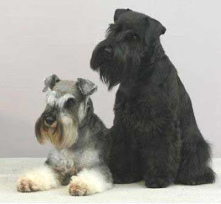 Giant Schnauze Dog Breed Image