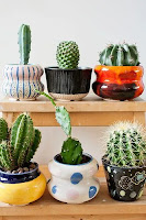 Mini Cactus para Decorar la Casa