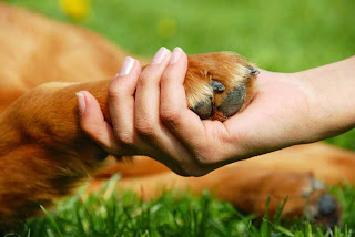 Mascotas, Beneficios que Aportan al Hogar