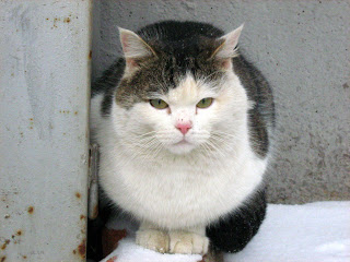 Multi-Coloured Frozen Fat Kitty