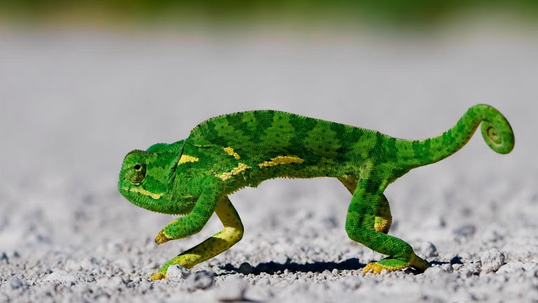 Lizard HD Wallpaper 9