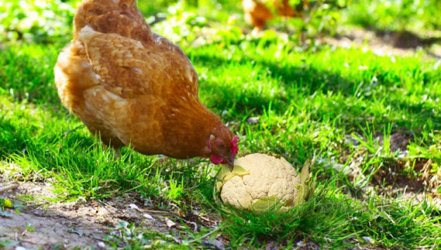 peut-on-donner-du-chou-fleur-aux-poules