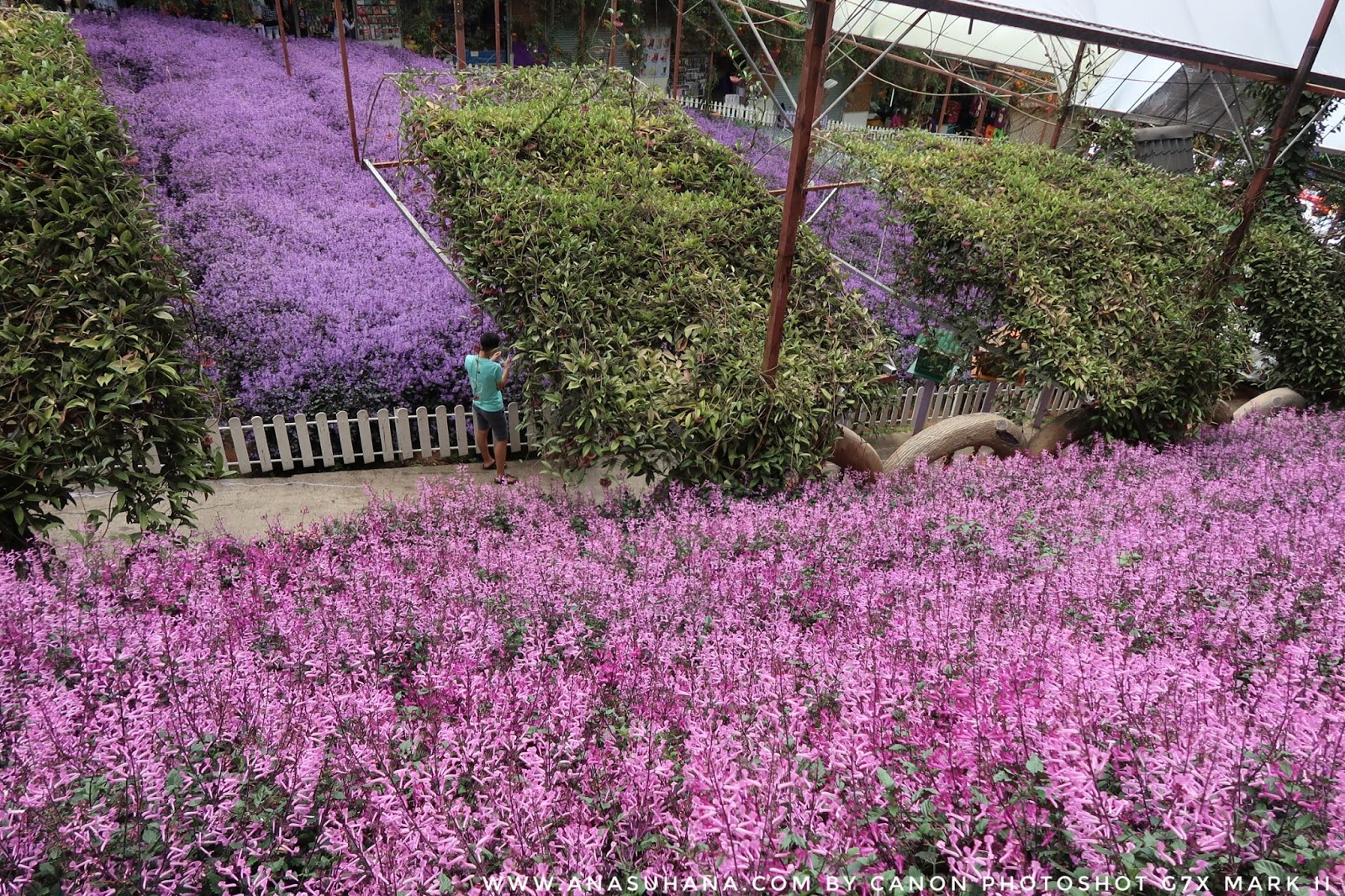 Tempat Menarik di Cameron Highlands : Cameron Lavender ...
