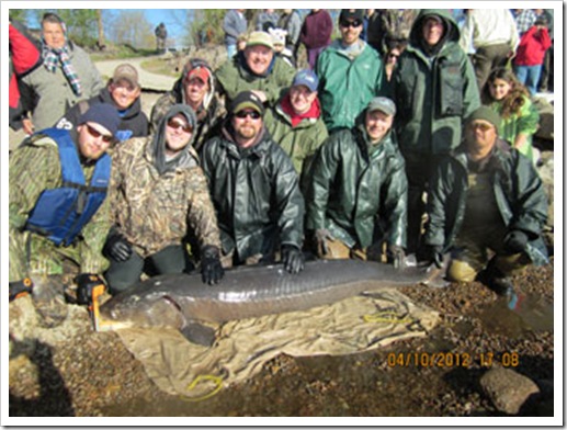 Largestlakesturgeon_shawano