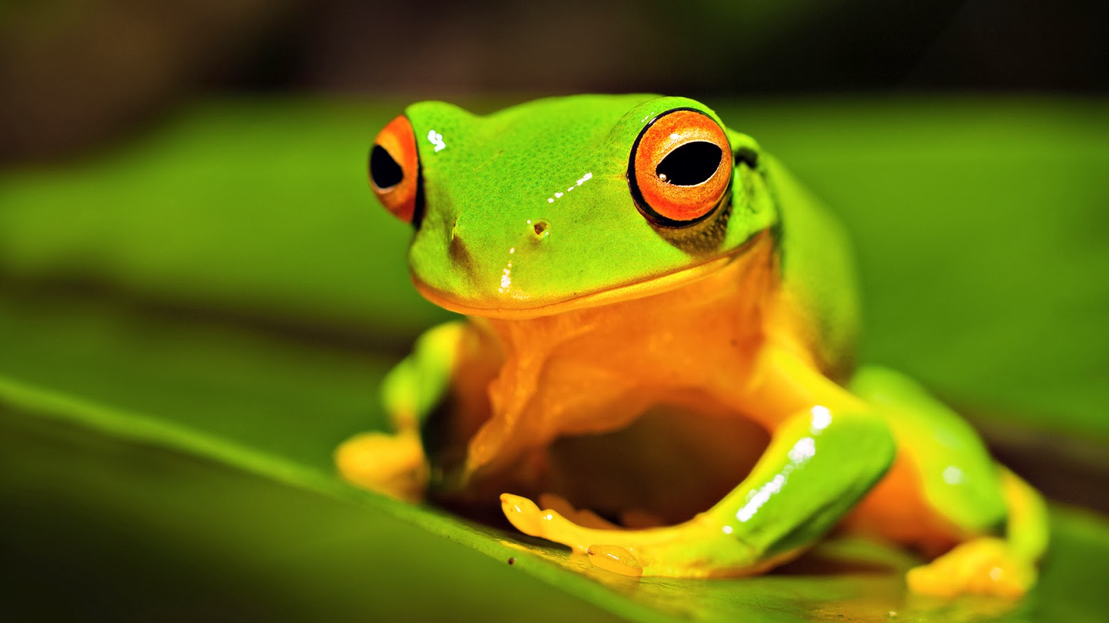 Apa Perbedaan Antara Hewan Katak Dan Kodok