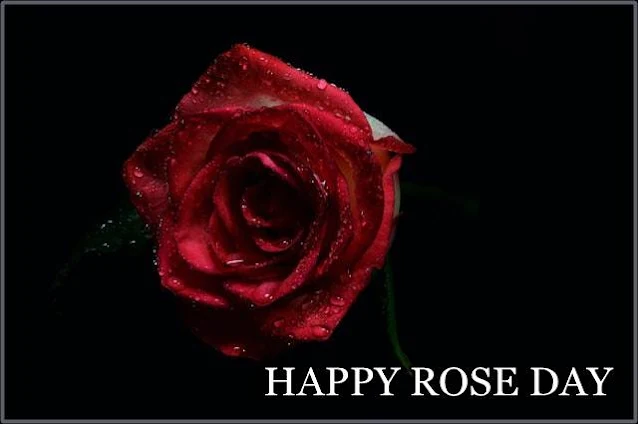 HAPPY ROSE DAY, ROSE DAY, ROSE DAY IMAGES DOWNLOAD
