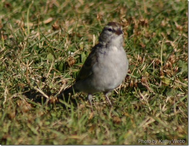 IMG_5784-Chipping Sparrow