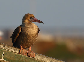 Red-footed Booby, San Diego