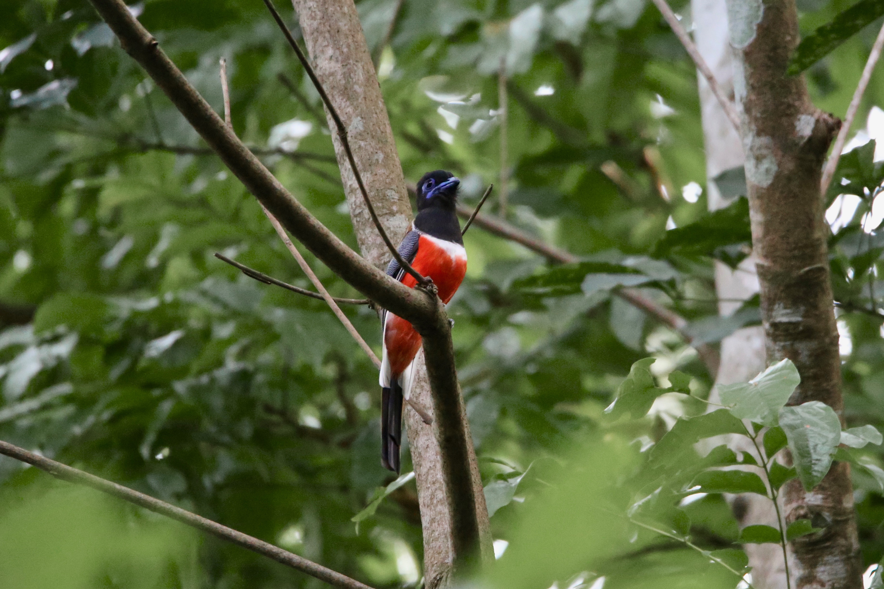 Malabar Trogon bird Photography