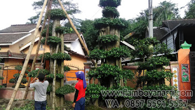 gambar taman bonsai depan rumah