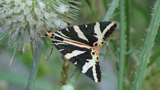 Euplagia quadripunctaria DSC61831