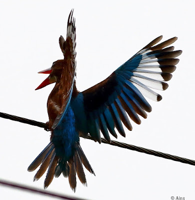 "White-throated Kingfisher - Halcyon smyrnensis , territoral defence stance."