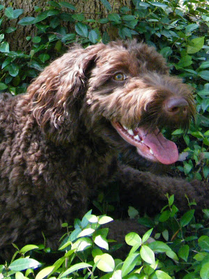  closeup of Alfie's face as he lies in some greenery next to a tree trunk; he's smiling widely and looking up