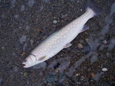 Pc230010.jpg