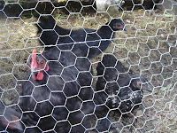 Chickens in Mobile Chicken Ark