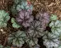 Heuchera Mysteria - Mysteria Coral Bells care