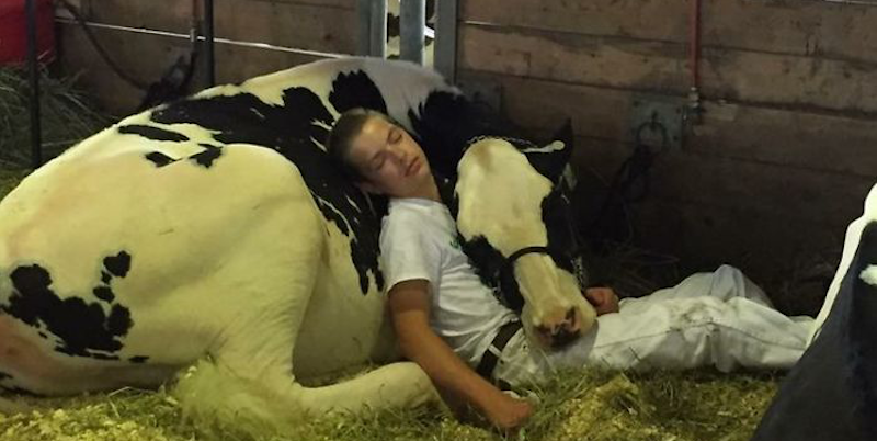 Teen and his Cow Went Viral After Taking a Nap Together