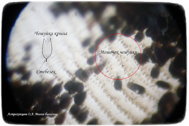 Чешуйки-крыла-бабочки-под-микроскопом