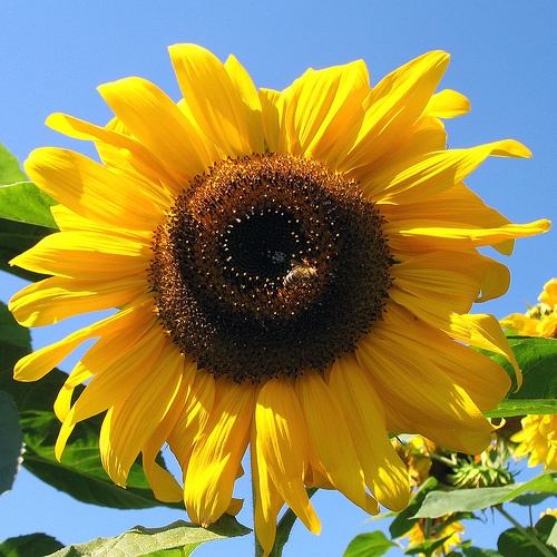 beautiful sunflower pictures,beautiful sunflowers wallpapers,autumn beautiful sunflowers wallpapers