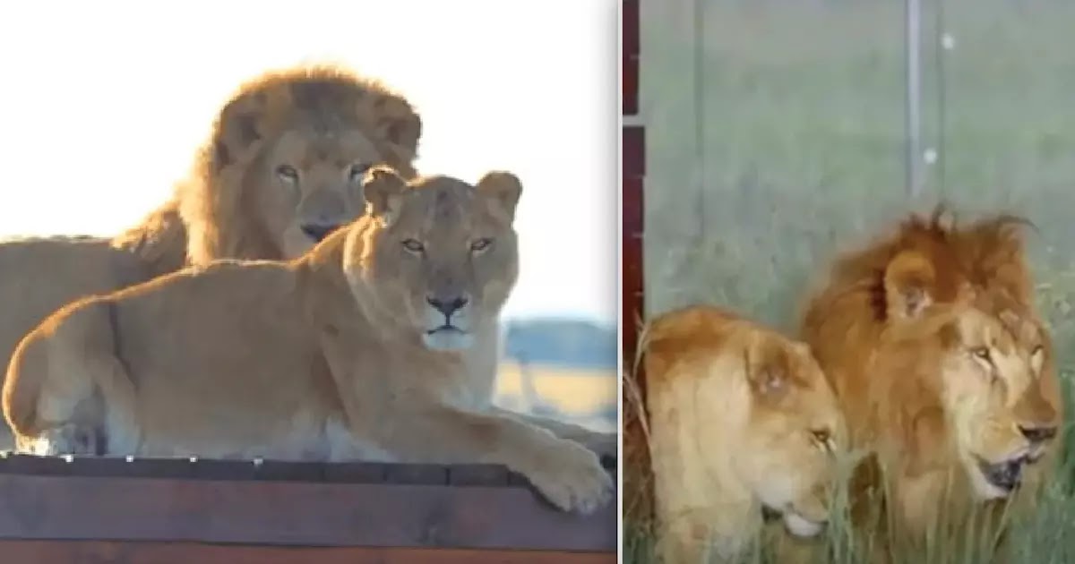 Captivating Video Shows Two Former Circus Lions Step On The Grass For The First Time