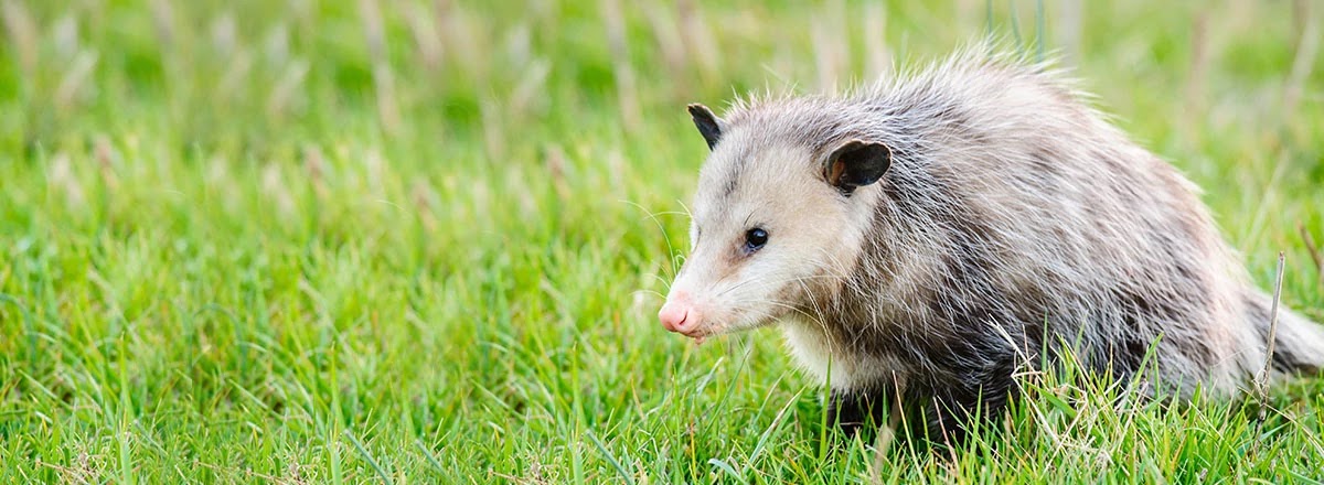 Opossums Are Immune To Lyme Disease And Eat Ticks Which Spread It!