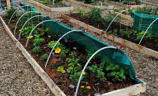 Simple Things You Must Know When It Comes To Organic Gardening