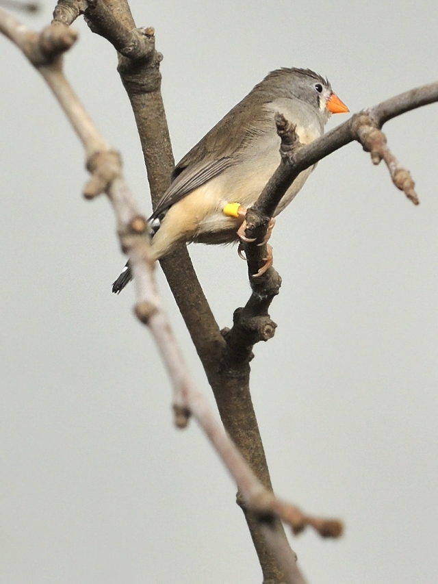 In de zoo van Antwerpen: vogeltjes van allerlei pluimage