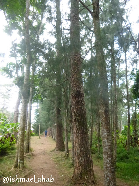 Pine trees in Wright Park of Baguio City