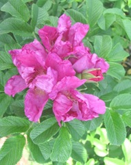 Cape Cod wild CC red rose