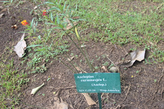  Tanaman kapas cinde yakni tanaman semak yang sering kita jumpai berada disekitar kita Manfaat Kapas Cinde (Asclepias Curassavica L.)