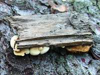 Crepidotus variabilis