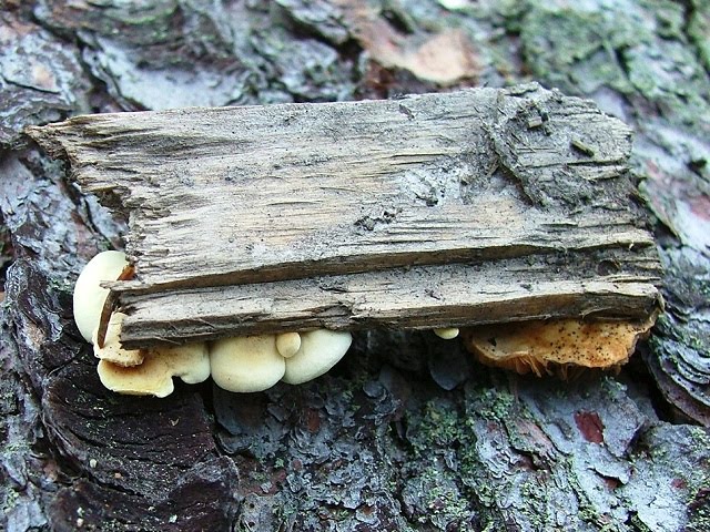 Crepidotus variabilis