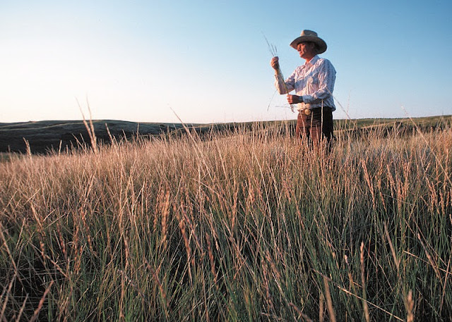 Wheatgrass and its health benefits