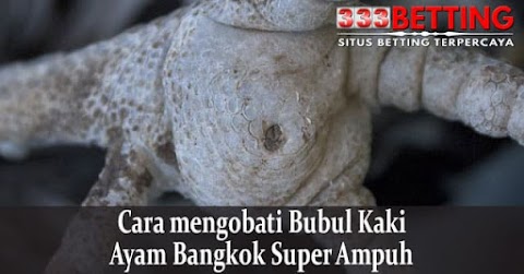 Cara mengobati Bubul Kaki Ayam Bangkok Super Ampuh 