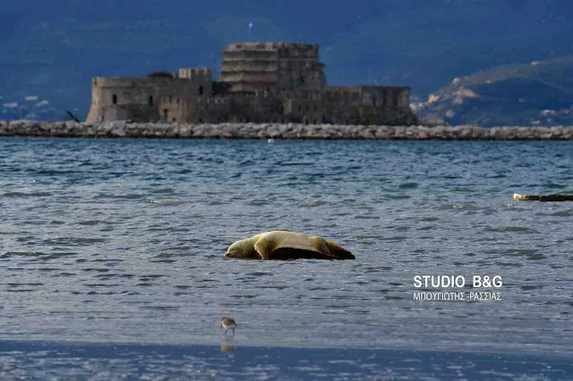 Νεκρή θαλάσσια χελώνα στο Ναύπλιο (βίντεο)