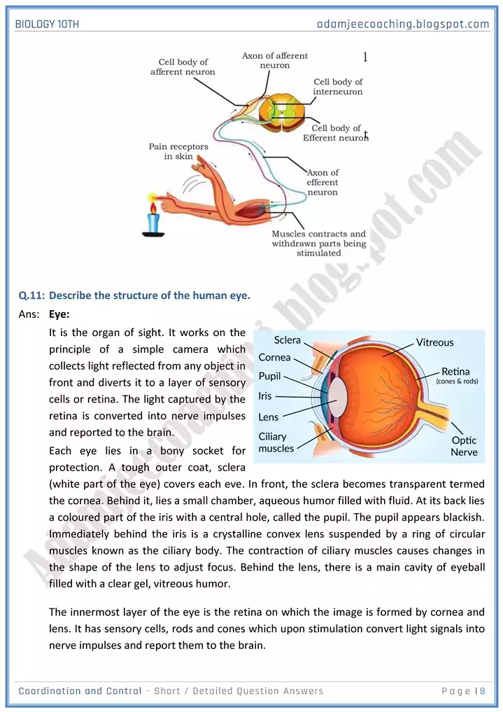 coordination-and-control-short-and-detailed-answer-questions-biology-10th