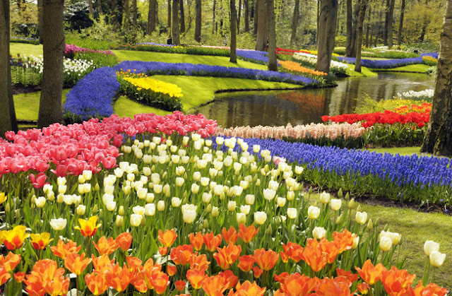 EUROPA: Jardín de tulipanes más bello e importante del mundo en Keukenhof cerca de Amsterdam.