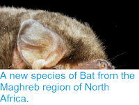 http://sciencythoughts.blogspot.co.uk/2014/06/a-new-species-of-bat-from-maghreb.html