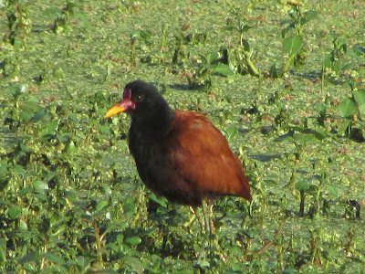 Gallito de agua Jacana jacana