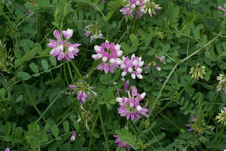 Coronille bigarrée - Coronilla varia - Securigera varia