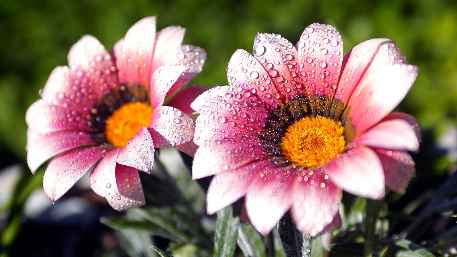 Flower Wallpaper for Desktop Full Screen