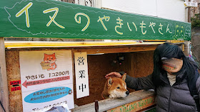 北海道 札幌 イヌのやきいもやさん　柴犬のケン