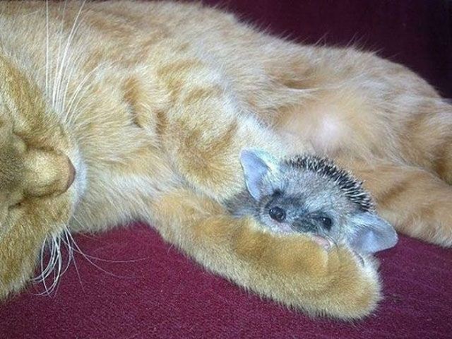 Cat adopted baby hedgehogs, baby hedgehog pictures, hedgehog photos