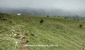 caballos-salvajes-asturias