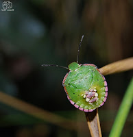 chinche verde (Nezara viridula)