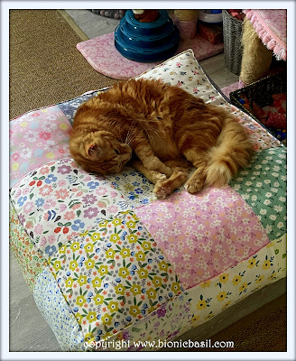 The BBHQ Midweek News Round-Up ©BionicBasil® What Did Fudge Do on Monday