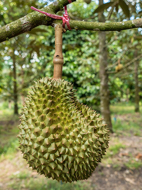 jual bibit buah namlung durian siap dikebunkan Kalimantan Timur